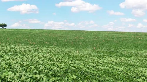 Drone Aerial Close-Up of Soybean Crops Rustling in Wind on Sustainable Agriculture Farm