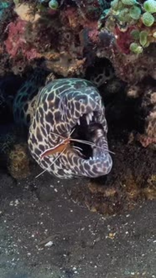 vue rapprochée de la crevette empereur entrant dans la bouche de la murène
