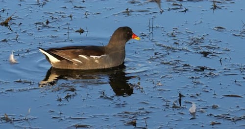 Common moorhen ((Gallinula chloropus), the Camargue, France