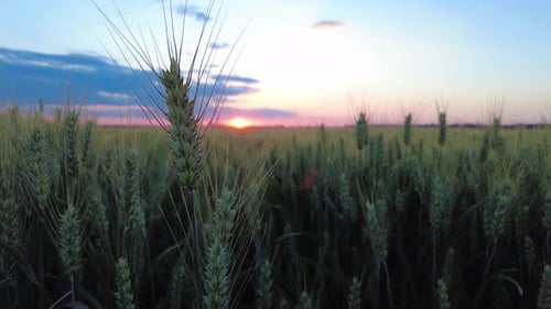 Close-up Wheat Grain Ears During Sunset In Agricultural Land.