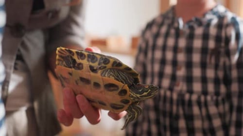 Adult Teaching Child About Tortoise Shell In Classroom
