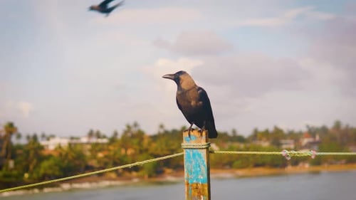 Raven on a Wooden Pole on the Beach of Sri Lanka Mirissa Close Up
