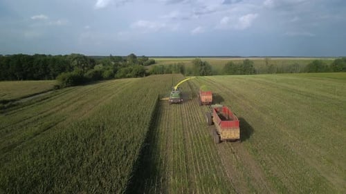 Corn Silage Harvesting with Forage Harvester on Field