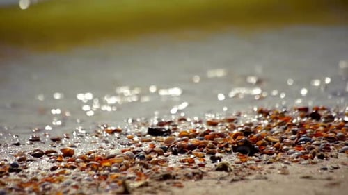 Goldenes Sonnenlicht, das sich auf Meereswellen und kleinen Muscheln an einem Sandstrand spiegelt