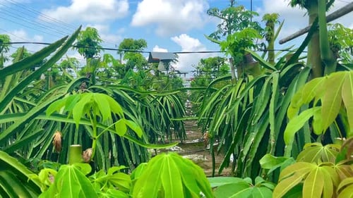 Lush Dragon Fruit Farm in Tropical Setting