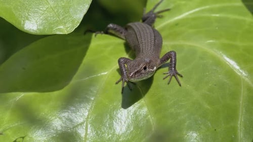 A Small Lizard Sunbathing on a Large Green Leaf.