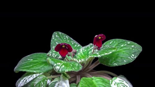 Violet Flower Time lapse - 2K