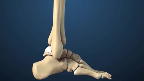 3D Animation of Human Ankle Joint and Foot Bones with Tibia Highlight