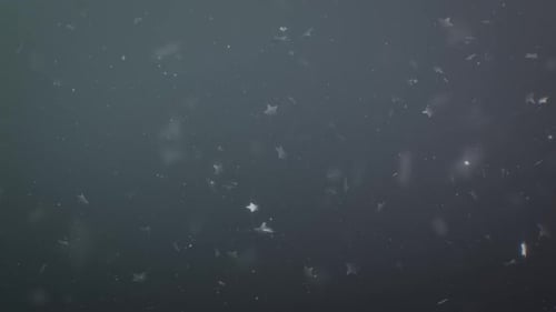 Lucent Zoom Collection: Glowing anamorphic lens flare with multicolored orbs shot on a 72mm parfocal