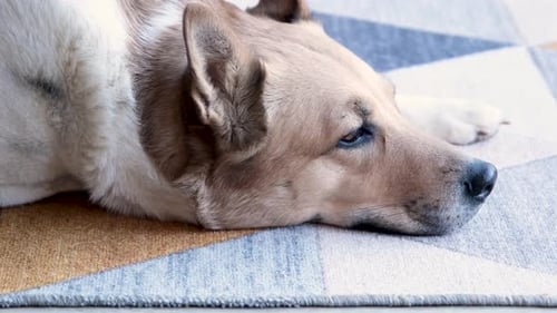 cute dog lying on colorful rug at home