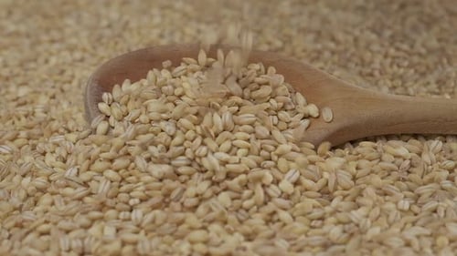 Barley Grains Poured on a Wooden Spoon