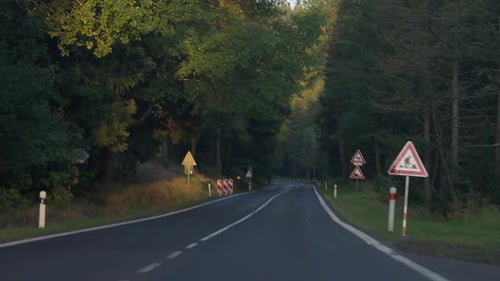 Driver POV of Riding on Narrow Road with Deciduous Forest on Both Sides