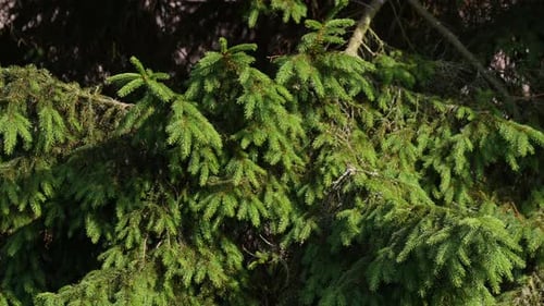 Green Pine Tree Branches Illuminated by the Sun