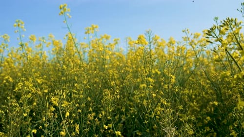 Anbau von Raps auf landwirtschaftlichen Feldern Nahaufnahme blühender gelber Rapsblüten