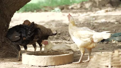 Chickens Drink Water on Farm on Sunny Day