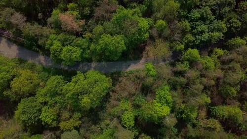 Top down view of path through the forest with lots of trees