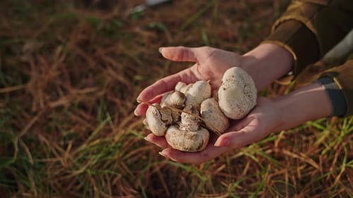 Hands Holding Freshly Picked Wild Mushrooms in Forest