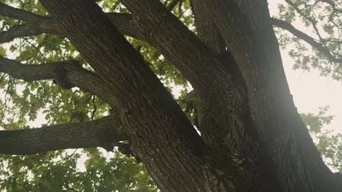 Summer Forest with Wind Closeup A Tree in the Park in Sunlight Beautiful View of Nature