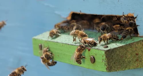 Honey bees fly near a beehive. Bees are best known to humans for their ecological roles as