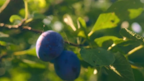 Static close up of person harvesting plums straight from the tree at sunset