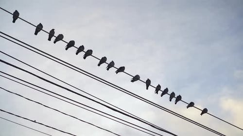 Birds Perched on Powerlines Against Blue Sky