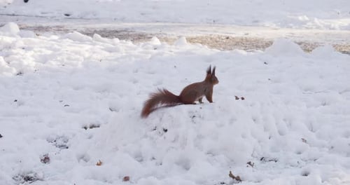 A forest squirrel picks nuts from a tree stump covered in snow in winter.