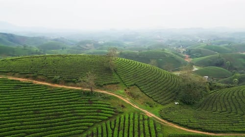 Aerial Video of Tea Plantation Across Green Hills in Northern Vietnam Countryside with Morning Fog