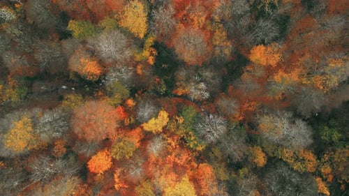 Autumn Forest Drone - 4K