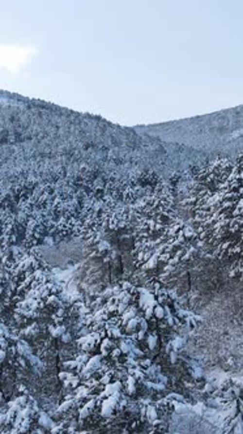 Snowy Trees Forest Aerial Drone
