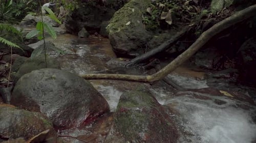 Clear stream water flowing through stoney creek between mossy rock, boulders and gravel in tropical