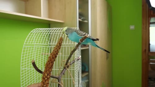 38 1 People take care of and play with budgies of the "Czech" breed.