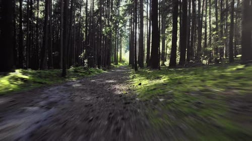 Forest woods in summer lush green pine trees, warm evening sun shining, flying above ground