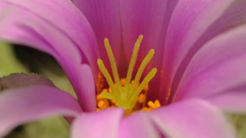 Macro Shot of a Pink Flower