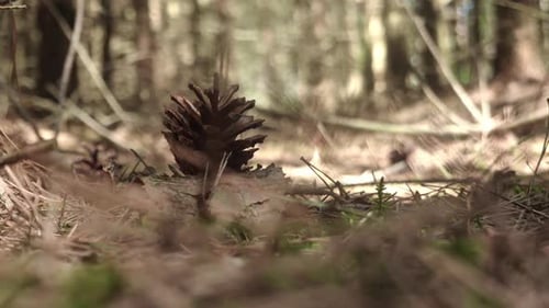 Zeitraffer eines Tannenzapfens, der neben einem anderen auf dem moosigen Waldboden in Lettland fällt