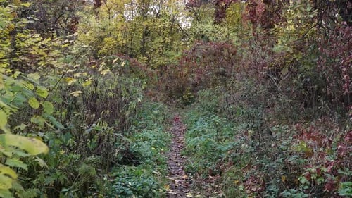 Spazieren Sie im Herbstwald. Die Sonnenstrahlen brechen durch die Äste der Bäume.