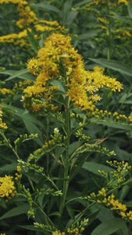 Solidago Virgaurea, la vara de oro europea