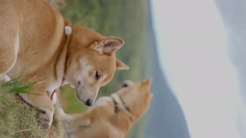 Two Shiba Inu Dogs Resting on the Top of a Mountain