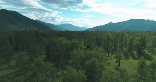 Aerial View Low Flight Above Evergreen Pine Tree Landscape with Endless Mountain Forest at Sunny