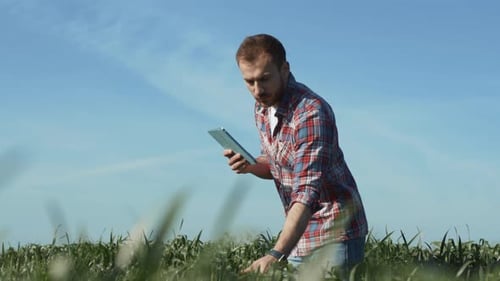 Skillful Agricultural Scientist Inspecting a Wheat Field Using a Digital Tablet in Sunny Weather