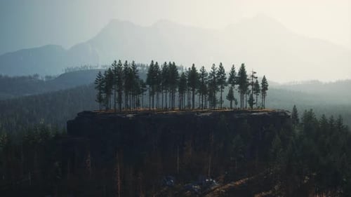 Green Pine Forest in the Mountains