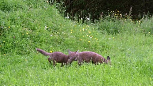 Red Fox, vulpes vulpes, Cub playing on Grass, Normandy in France, Real Time