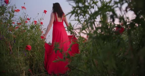 Rear View of Brunette Woman Walking in a Red Dress in Poppy Field