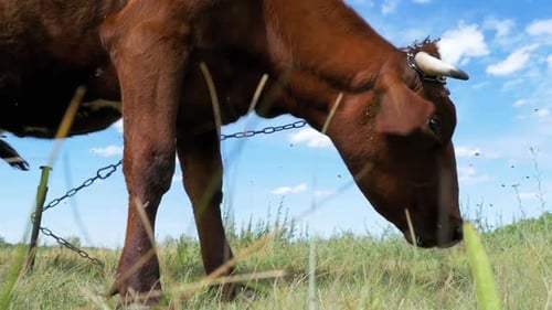 Gray Cow Grazing on Meadow on Sky Background Slow Motion