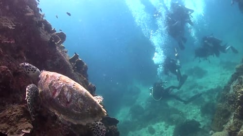 Green Sea Turtle Resting Near Scuba Divers