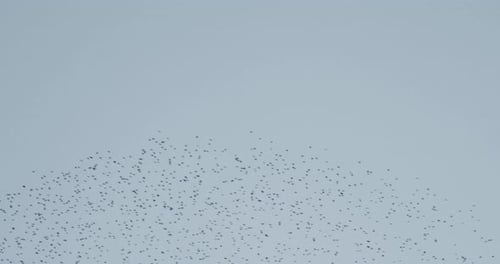 A large formation of a shoal of birds in the sky