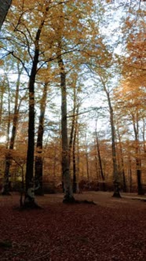 Serene Forest with Tall Trees