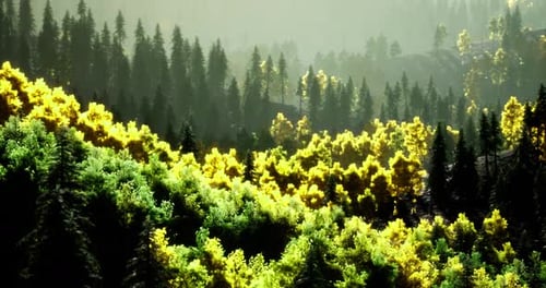 Lush Green Forest Landscape Illuminated By Sunlight During Early Morning