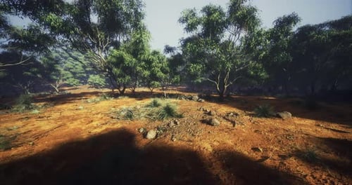 Walking Through Sunny Eucalyptus Forest Landscape