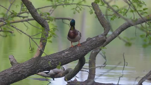 Duck Perched on Tree Branch Near Lake