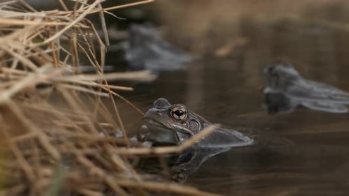 Frogs croaking in water during mating season in spring